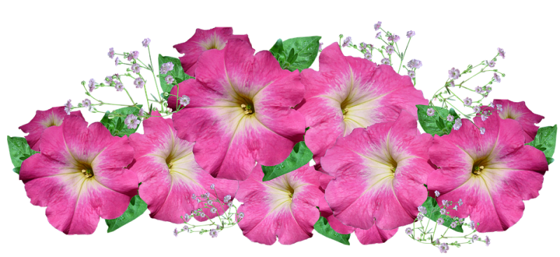 Петуния Capella Pink Lace