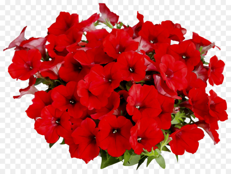 Петуния Surfinia Deep Red