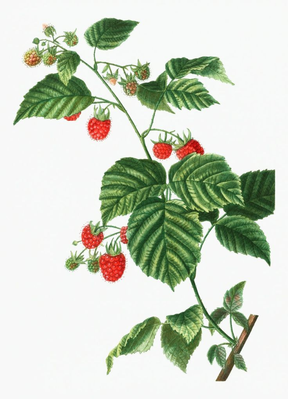 Малина кустарник