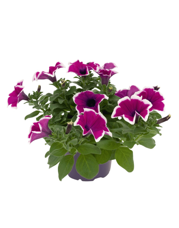 Petunia Surfinia giant Purple