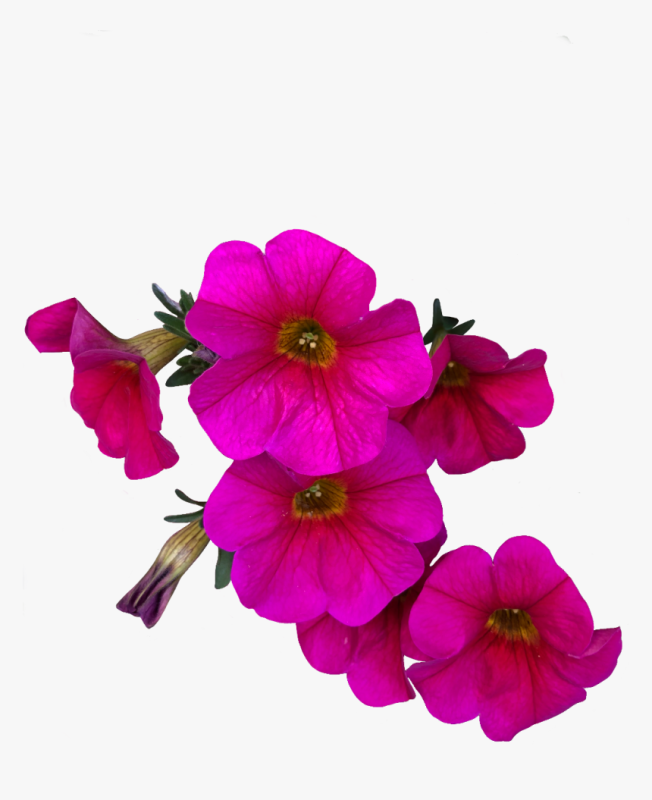 Петуния цветы