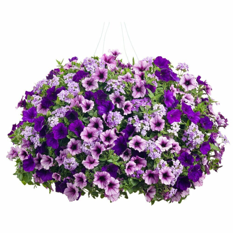 Петуния ампельная Лавандовая