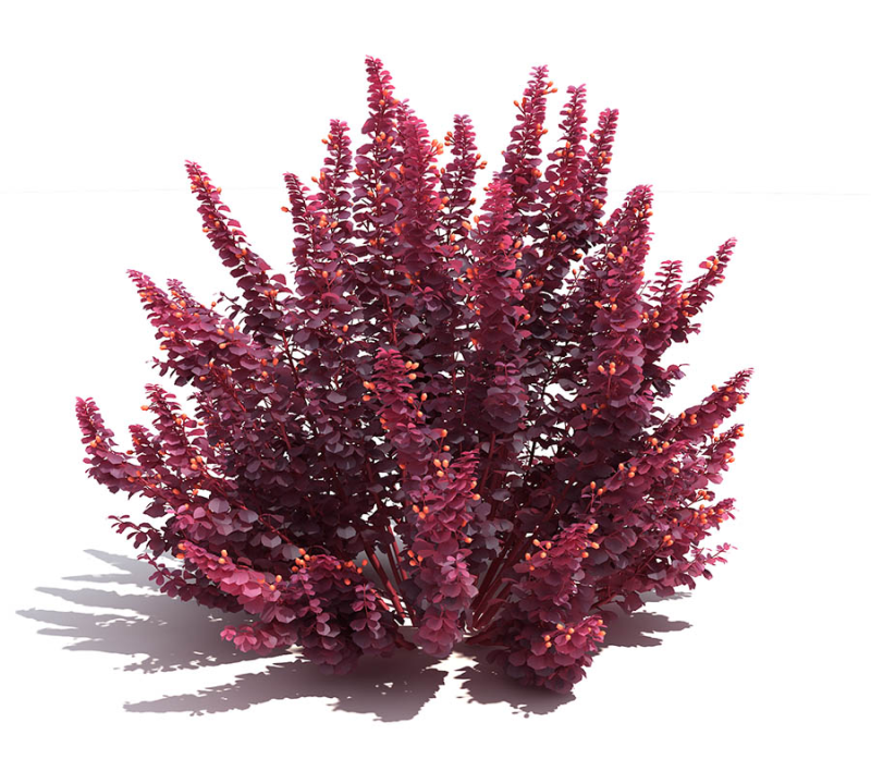 Барбарис Тунберга Атропурпуреа