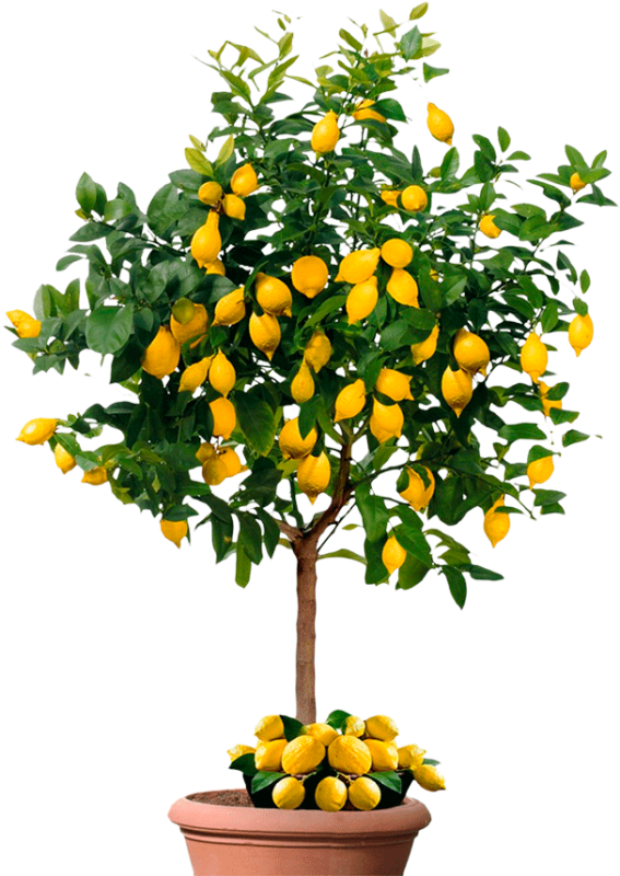 Кумкват фикус