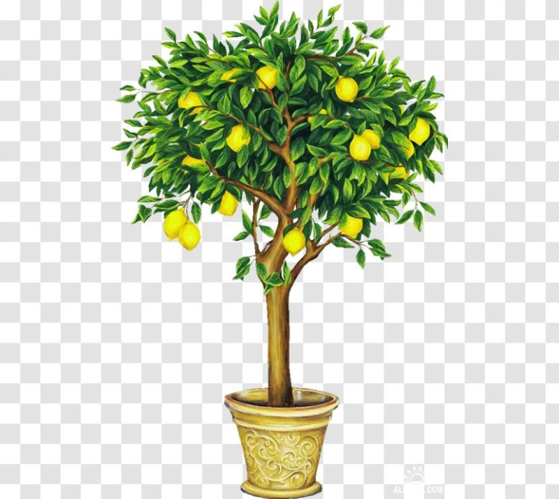 Lemon Tree (лимонное дерево)
