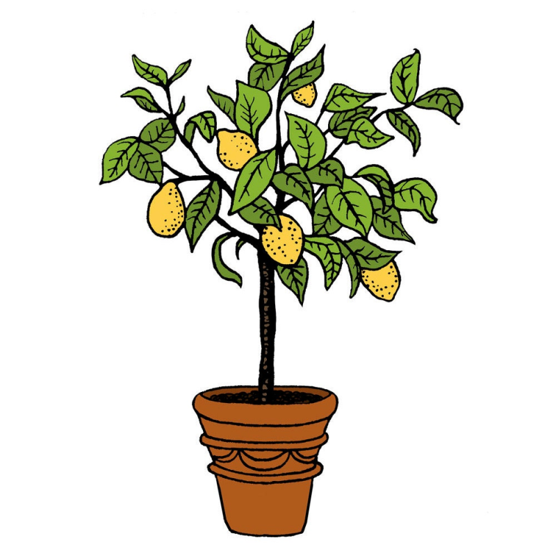 Лимонное дерево на прозрачном фоне