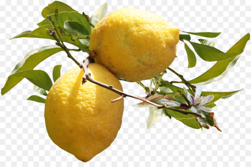 Лимон на белом фоне