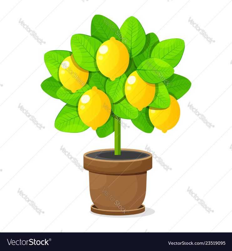 Лимонное дерево на прозрачном фоне