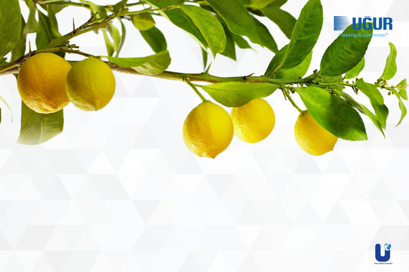 Ветка лимона