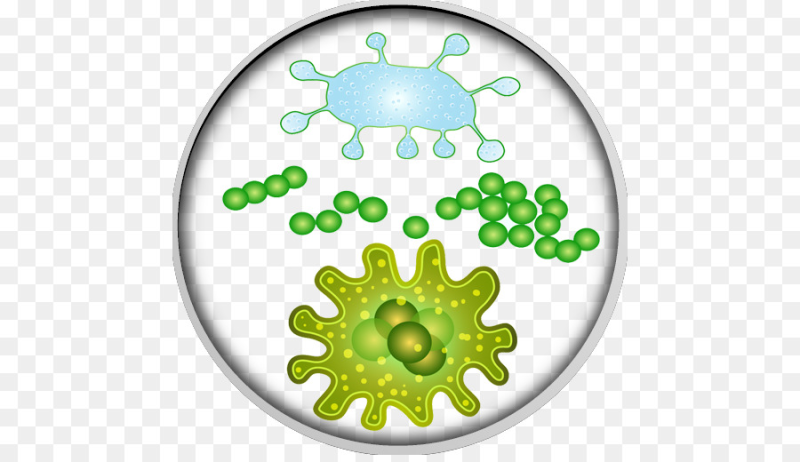 Вирусы бактерии микробы
