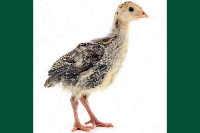 Индюшонок на белом фоне