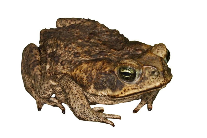 Жаба на белом фоне