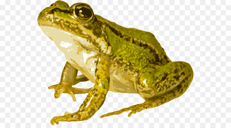 Жаба на белом фоне