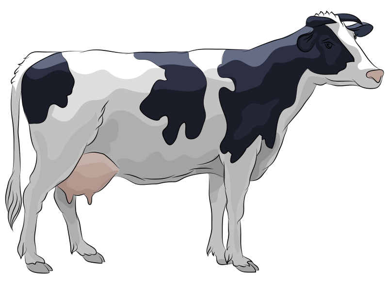 Голштинская корова