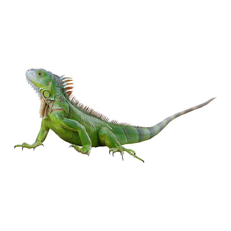 Обыкновенная игуана Игуановые