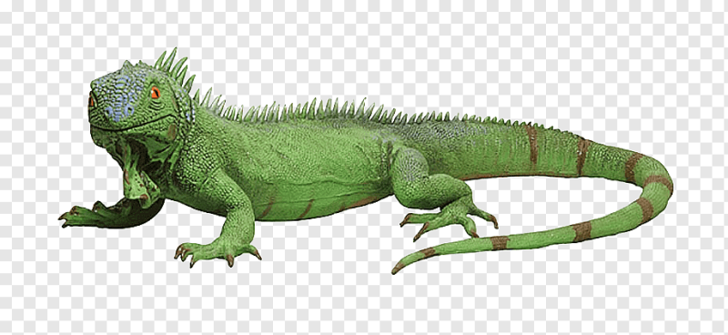 Ящерица на белом фоне