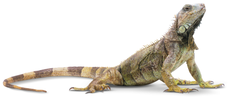 Игуана и Варан