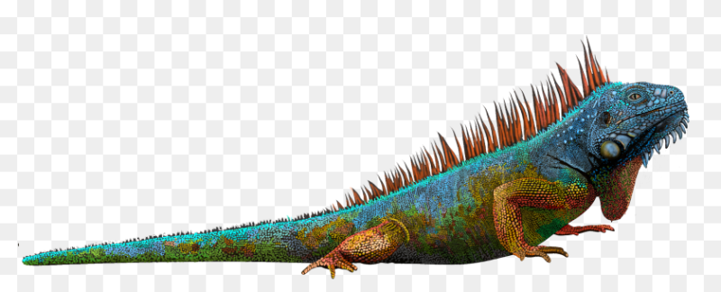 Игуана на белом фоне