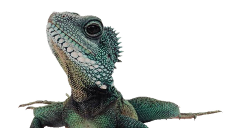 Игуана и Варан