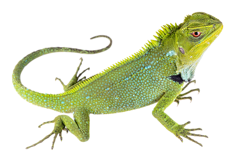 Лизард ящерица