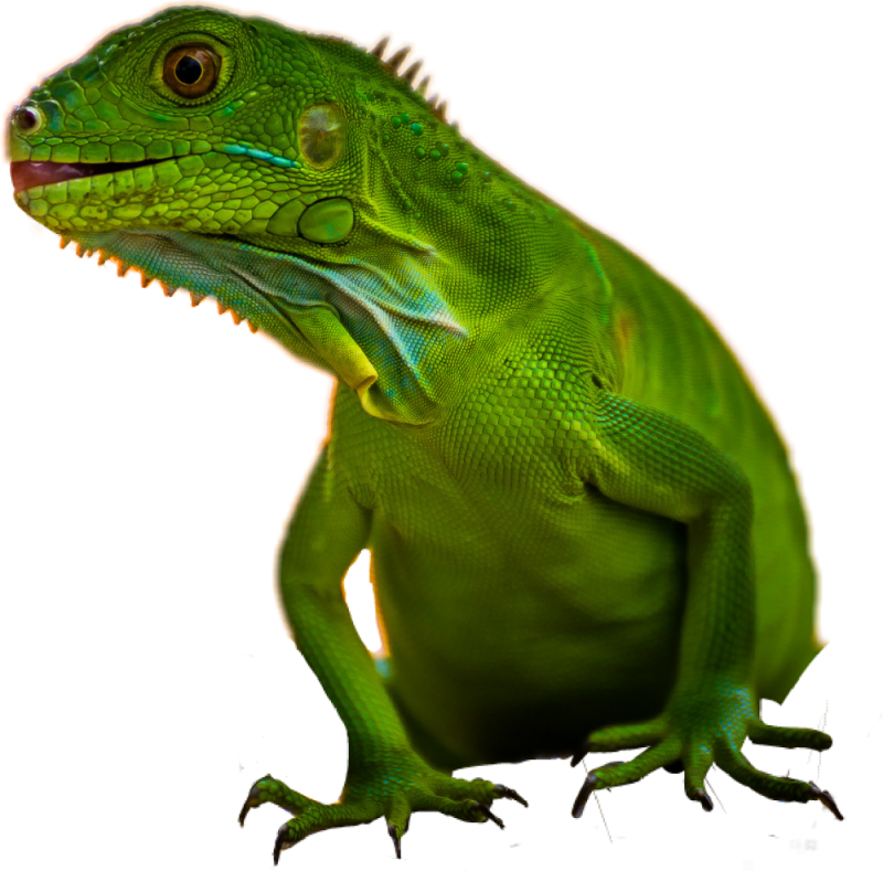 Ящерица на белом фоне