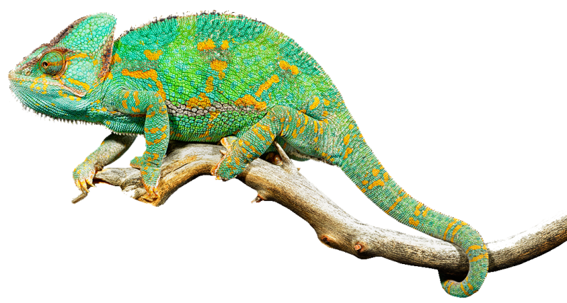 Ящерица на белом фоне