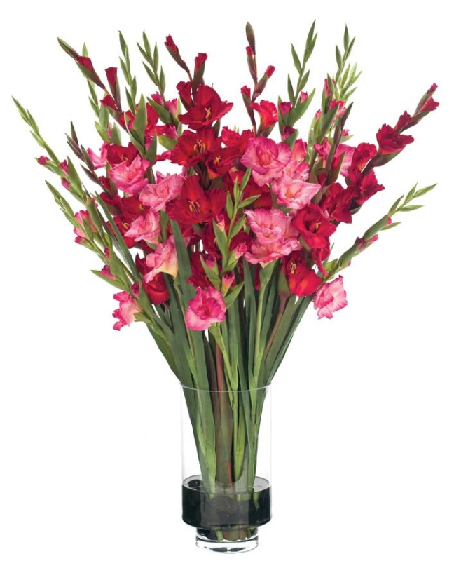 Гладиолус стебель