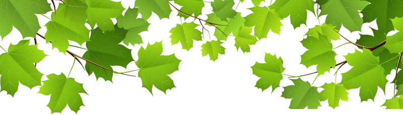 Ветка с листьями