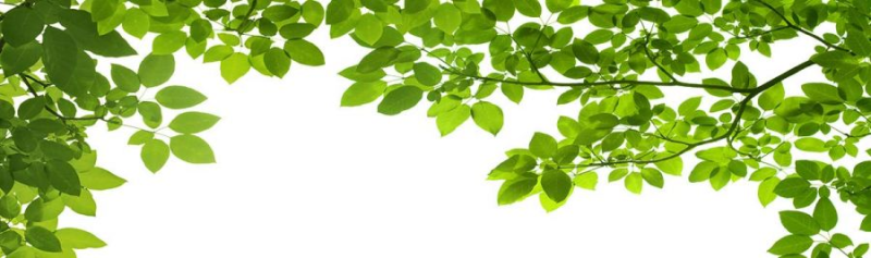 Зеленая ветка на белом фоне