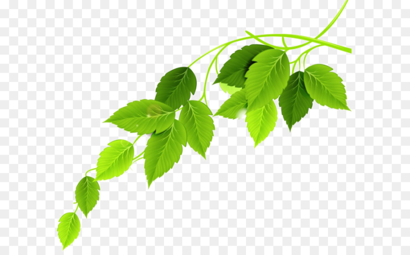 Зеленая ветка на прозрачном фоне