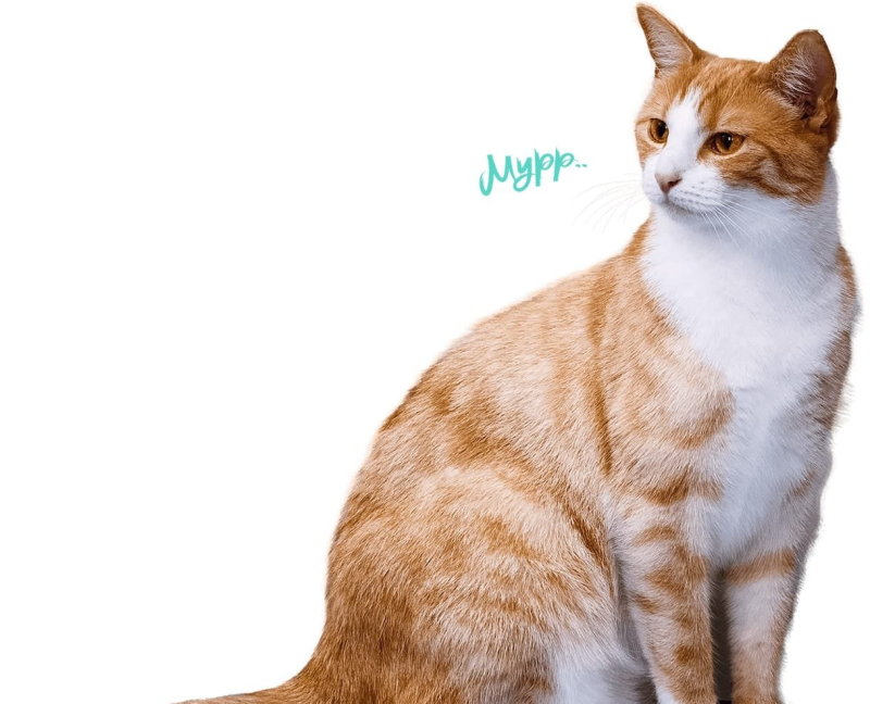 Анатолийская короткошерстная кошка рыжая