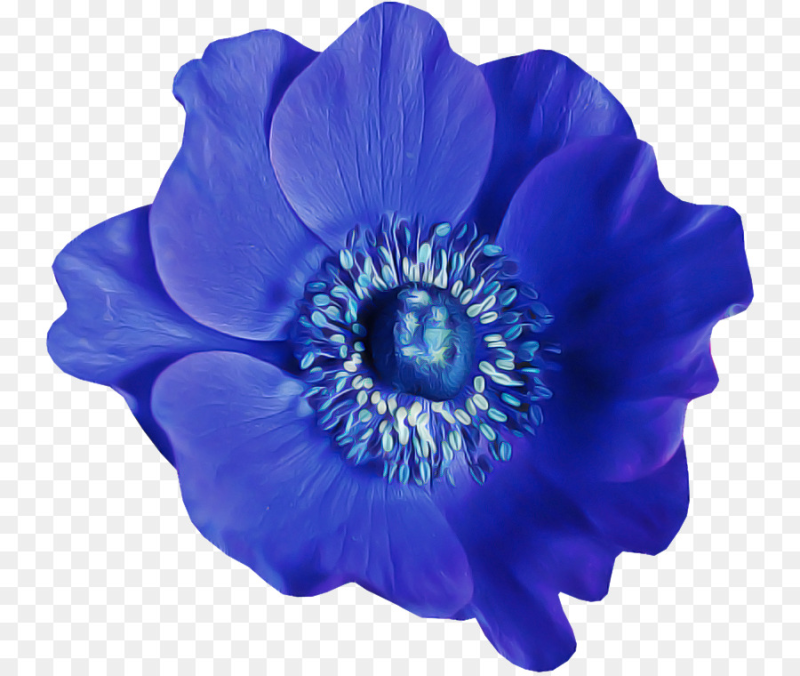 Синие цветы на белом фоне