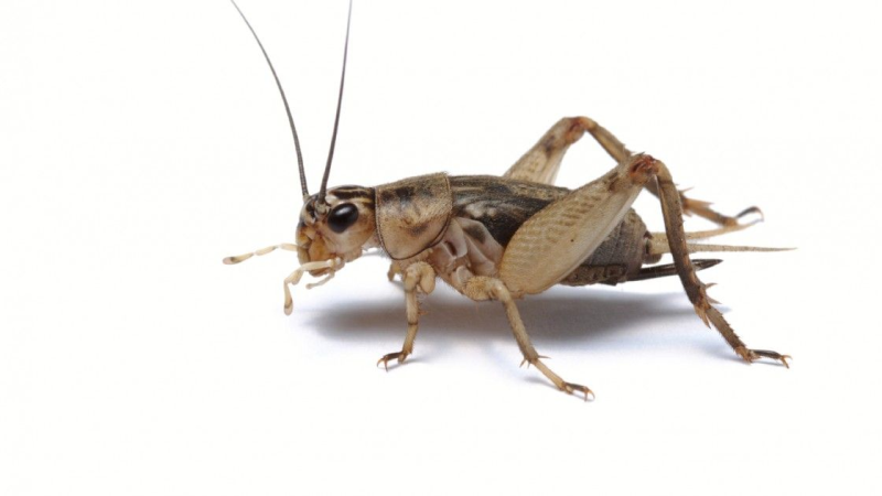 Домовой сверчок Имаго