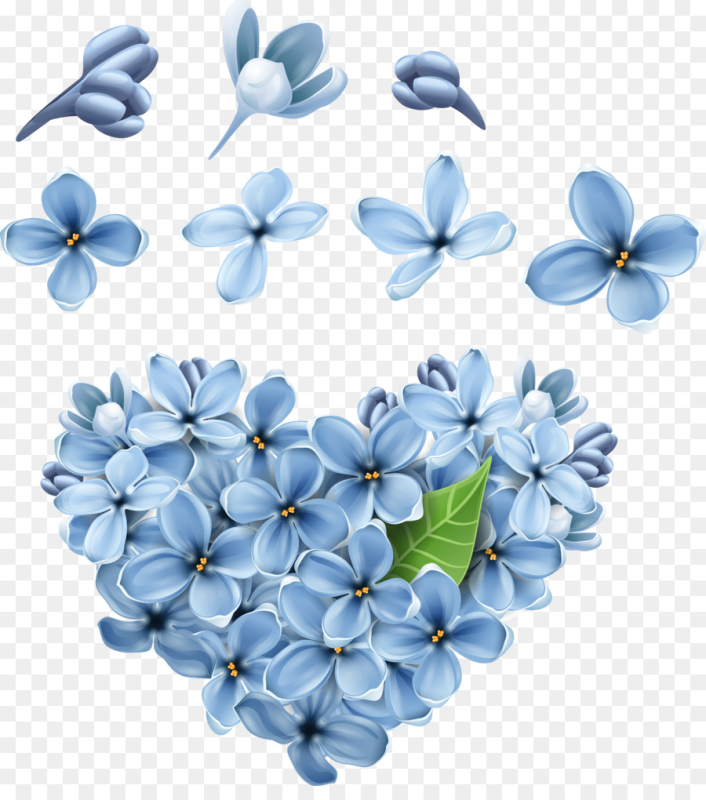 Незабудка на белом фоне