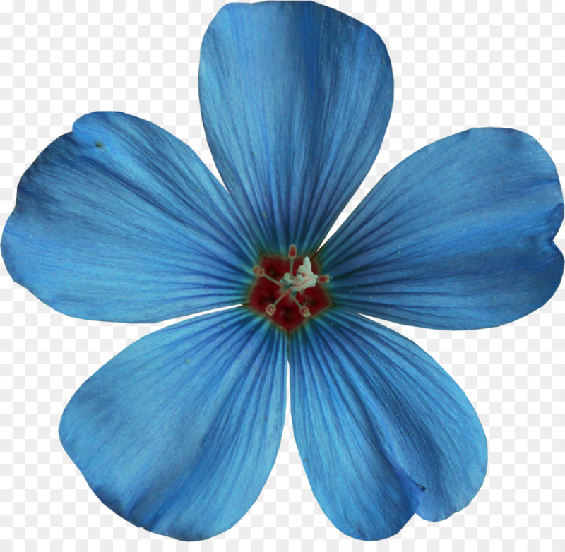 Цветочки на белом фоне