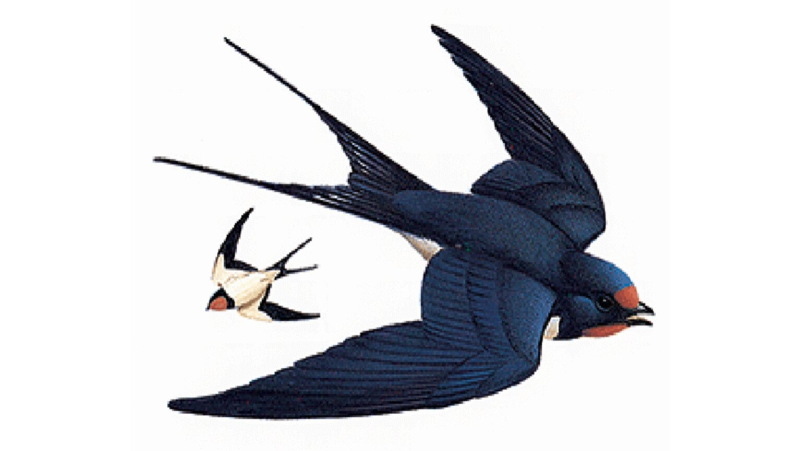 Ласточка на прозрачном фоне