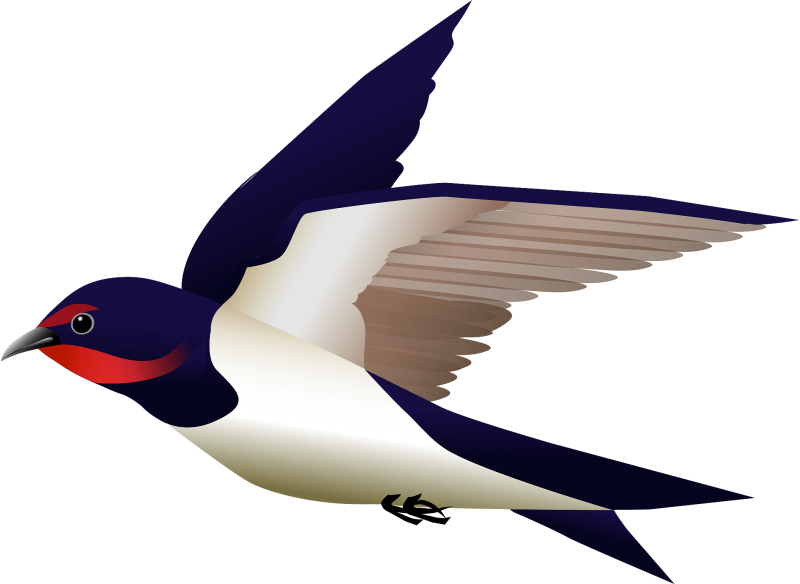 Ласточка птица