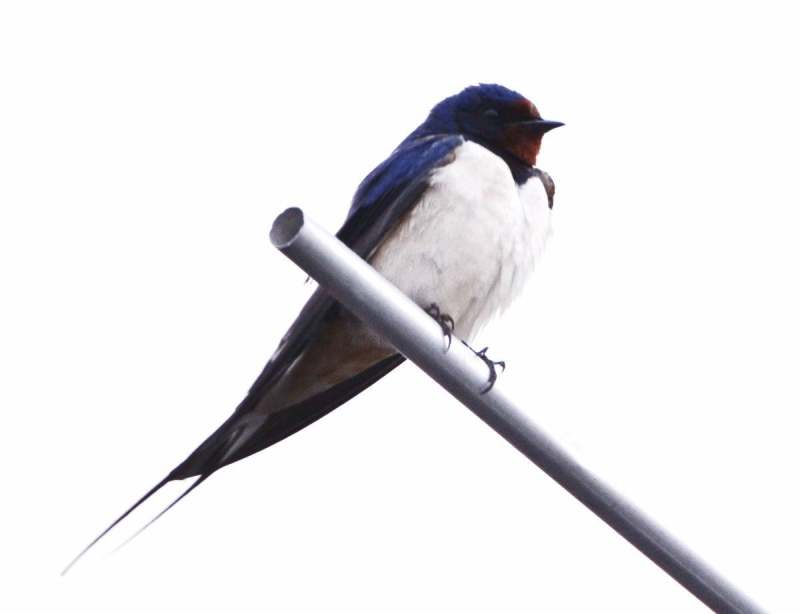 Деревенская Ласточка на белом фоне