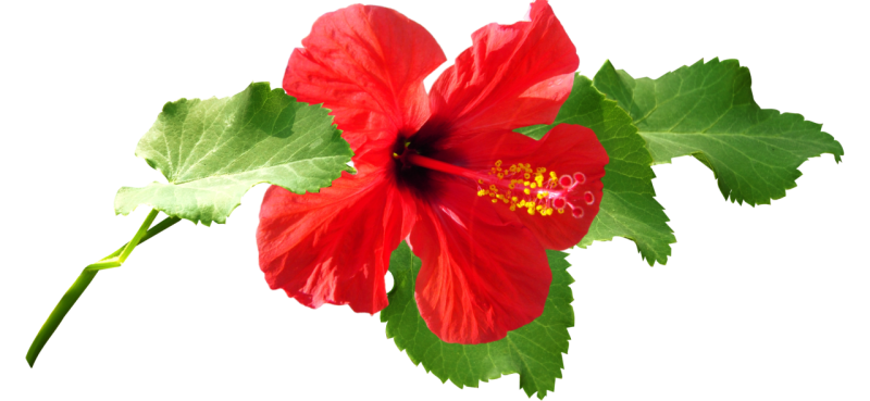 Цветок гибискус Gyu