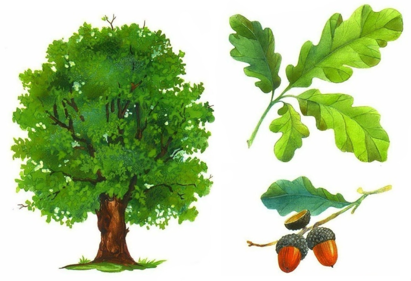 Дуб черешчатый древесина