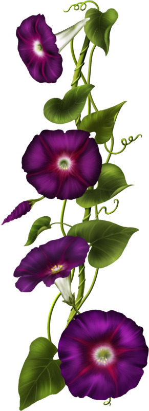 Вьюн ипомея