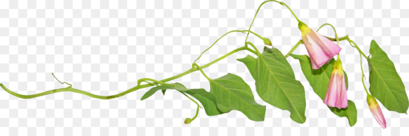 Цветы вьюны на прозрачном фоне