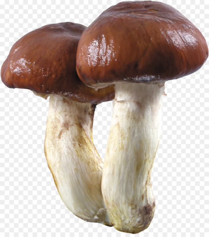 Гриб масленок на белом фоне