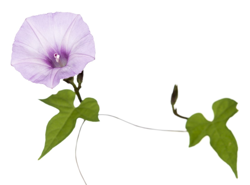 Вьюнок садовый ипомея