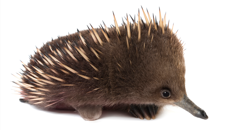 Ехидна рисунок