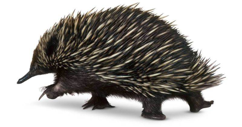 Ехидна на белом фоне
