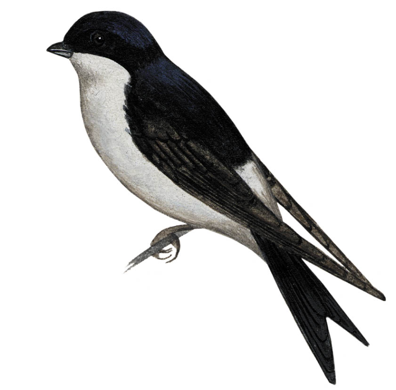 Ласточка картинка для детей