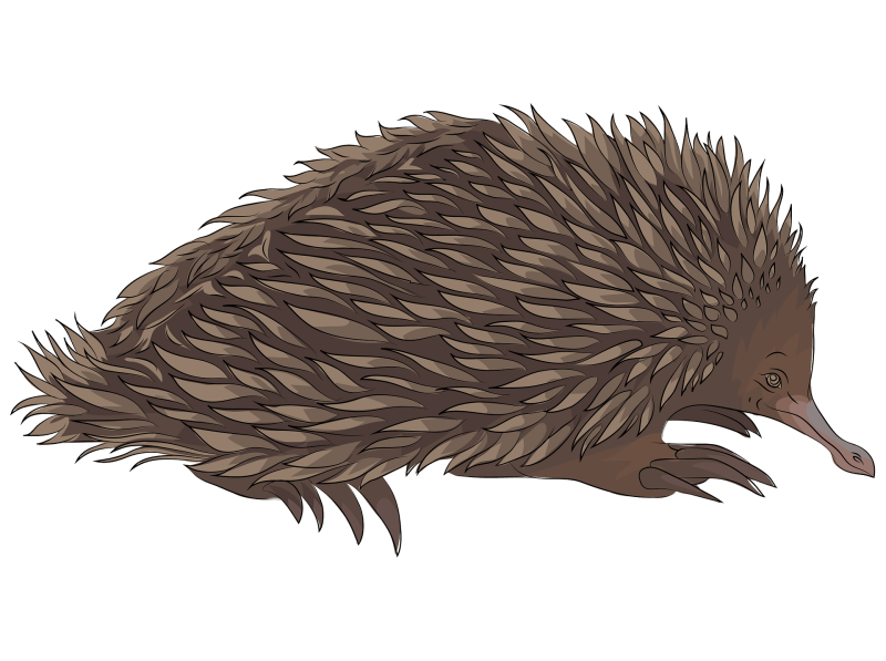 Ехидна рисунок