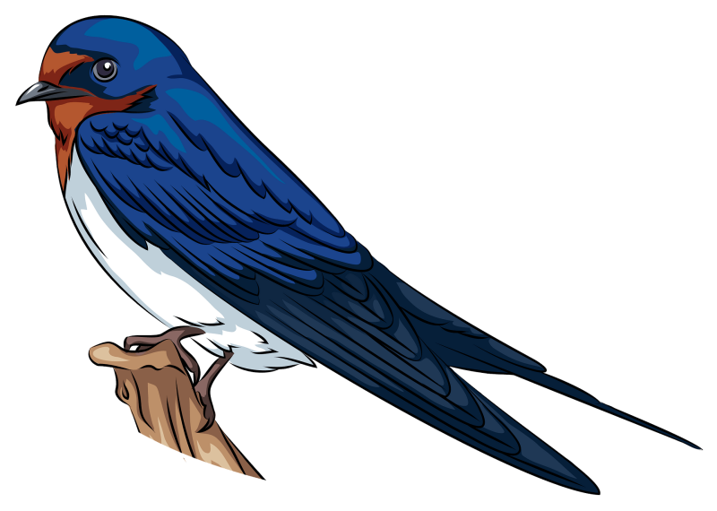 Ласточка картинка на прозрачном фоне