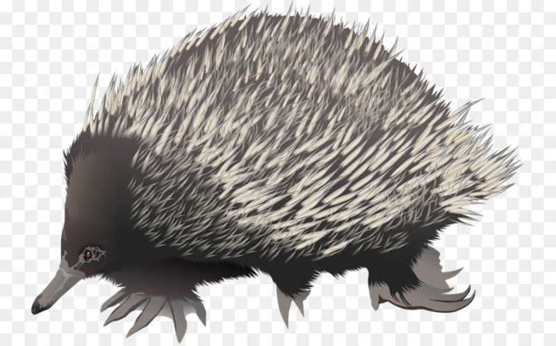Ехидна животное